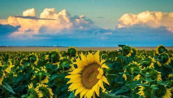 向日葵什么时候开花