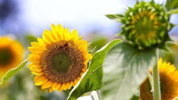 向日葵什么时候开花