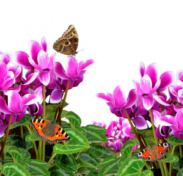 招财的摆件饰品有哪些