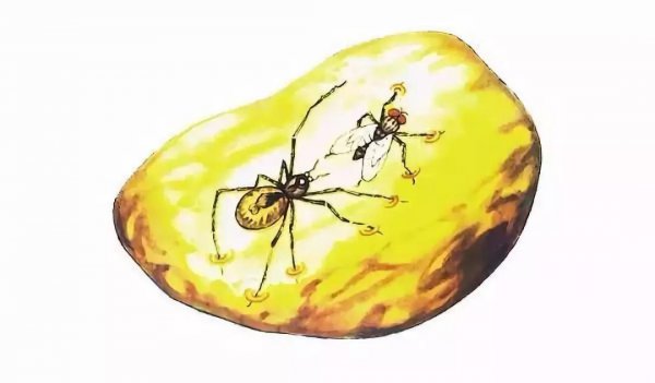 琥珀的形成过程是什么