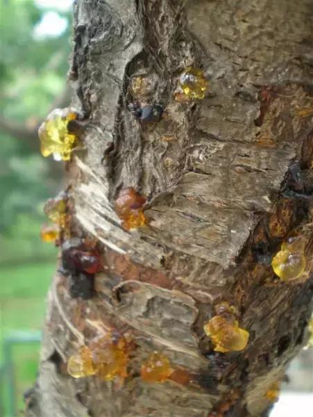 琥珀的形成过程是什么