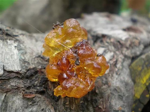 琥珀的形成过程是什么