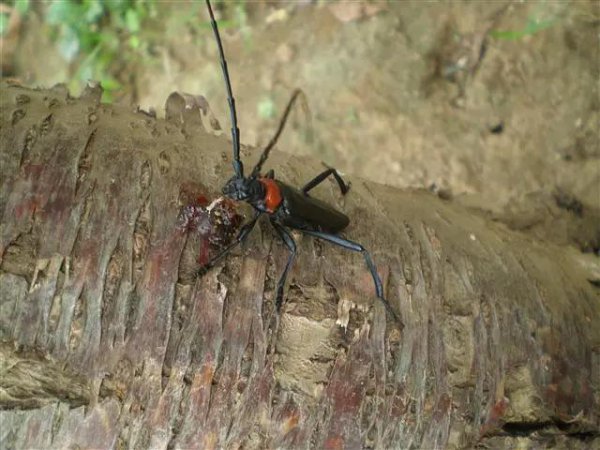 琥珀的形成过程是什么