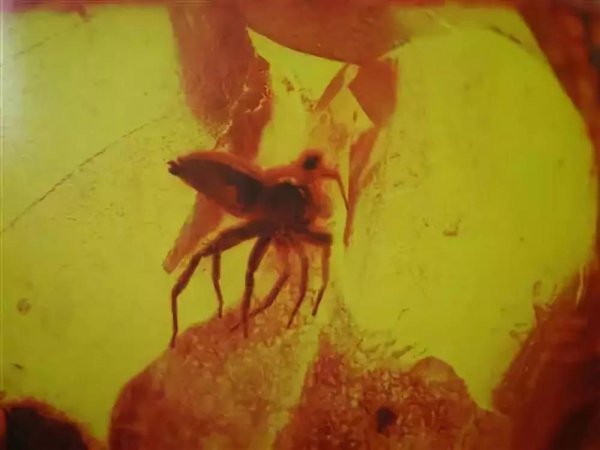 琥珀的形成过程是什么