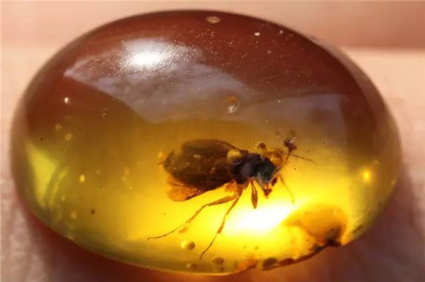 琥珀的形成过程是什么