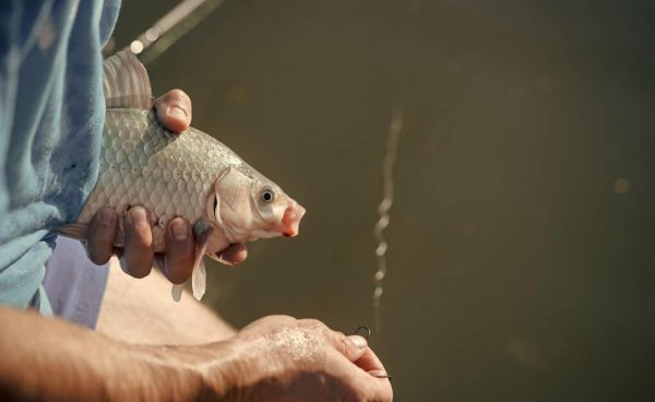 钓鲫鱼用几号线和几号钩最合适