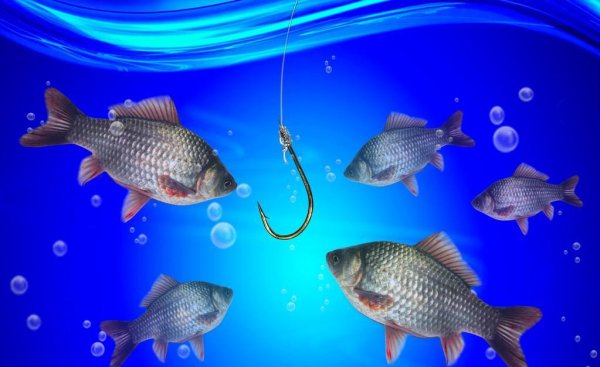 钓鲫鱼用几号线和几号钩最合适