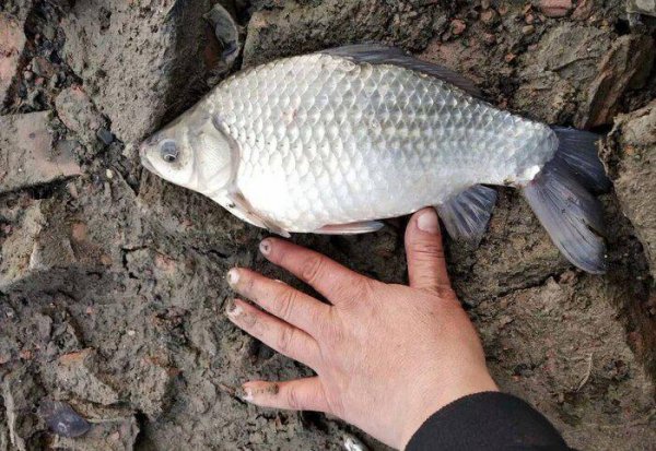 钓鲫鱼用几号线和几号钩最合适