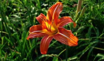 母亲过生日送什么花比较好 适合送康乃馨还是萱草花