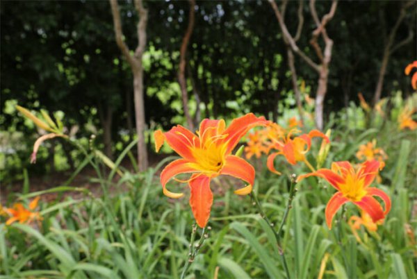 母亲过生日送什么花比较好