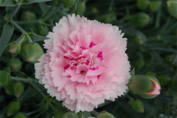 母亲过生日送什么花比较好