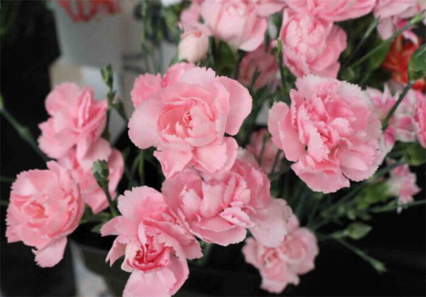 母亲过生日送什么花比较好