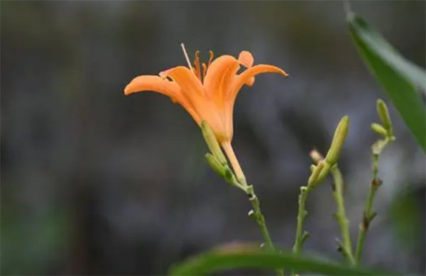 母亲过生日送什么花比较好