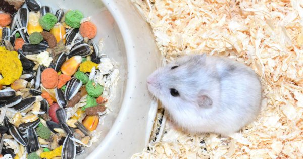仓鼠可以吃什么人类吃的东西