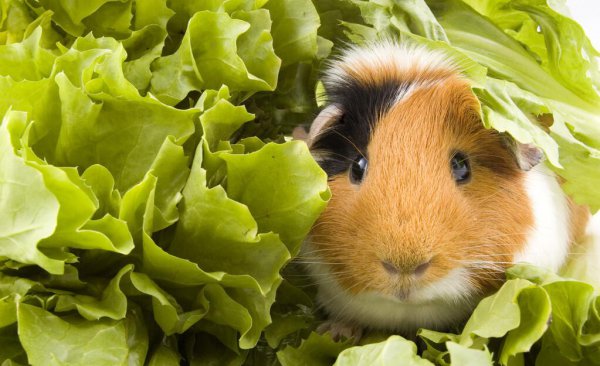仓鼠可以吃什么人类吃的东西