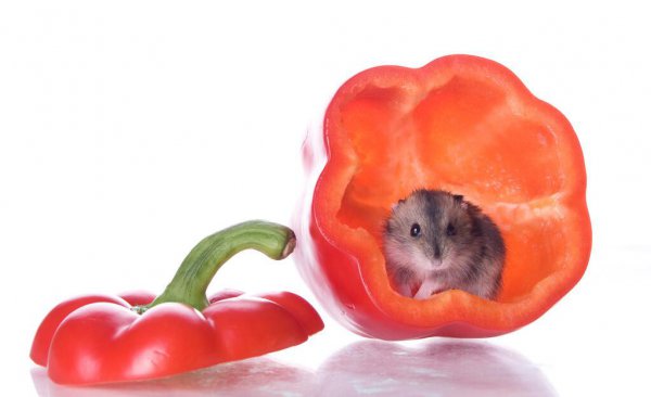 仓鼠可以吃什么人类吃的东西