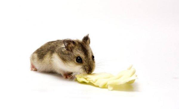 仓鼠可以吃什么人类吃的东西