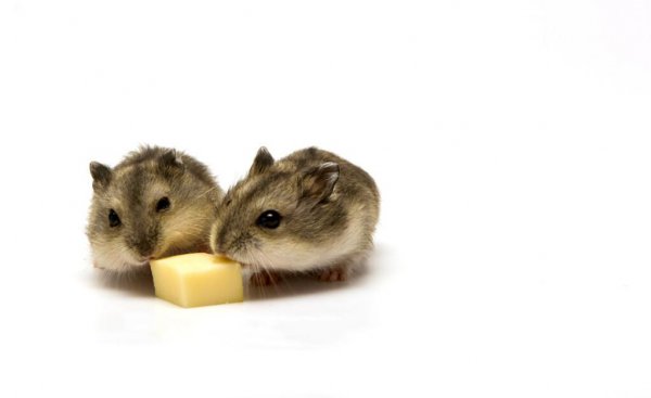 仓鼠可以吃什么人类吃的东西