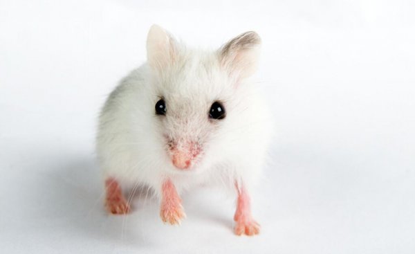 仓鼠可以吃什么人类吃的东西