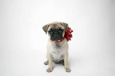 巴哥犬刚开始养就后悔 为什么不建议人们去养巴哥犬