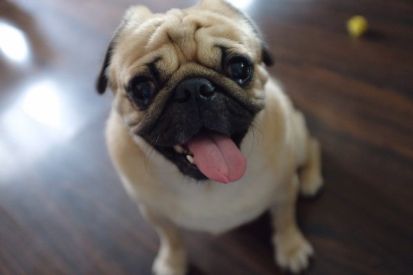 巴哥犬刚开始养就后悔