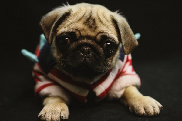 巴哥犬刚开始养就后悔