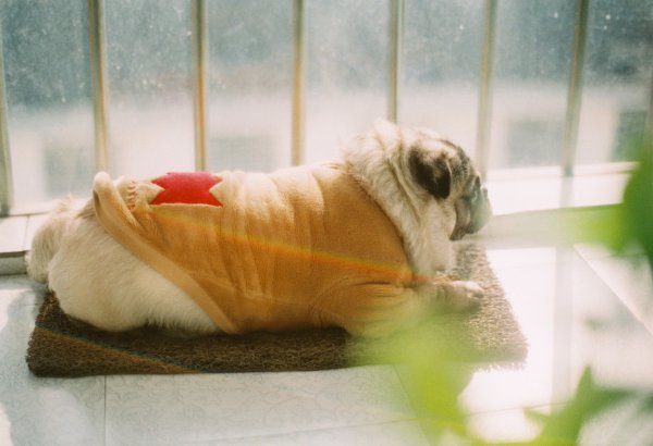 巴哥犬刚开始养就后悔