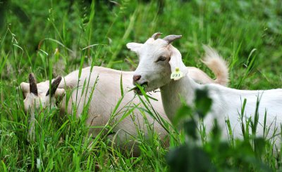 养羊就是个坑十个就有九个亏是怎么回事