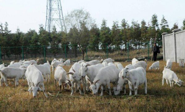 养羊就是个坑十个就有九个亏是怎么回事