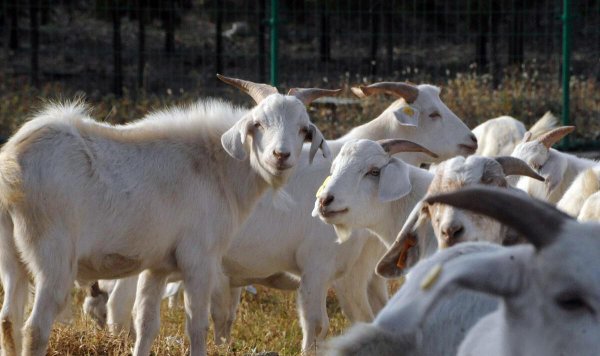 养羊就是个坑十个就有九个亏是怎么回事