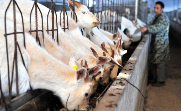 养羊就是个坑十个就有九个亏是怎么回事