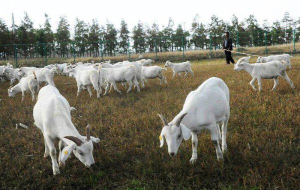 养羊就是个坑十个就有九个亏是怎么回事