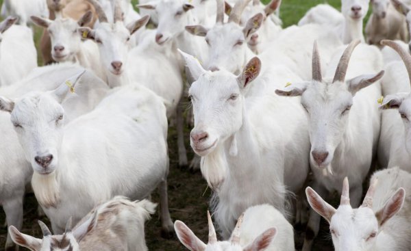 养羊就是个坑十个就有九个亏是怎么回事