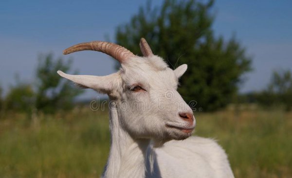 养羊就是个坑十个就有九个亏是怎么回事