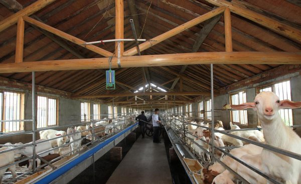 养羊就是个坑十个就有九个亏是怎么回事