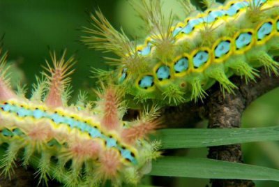 洋辣子是什么虫 自然界中害虫洋辣子是一种什么动物