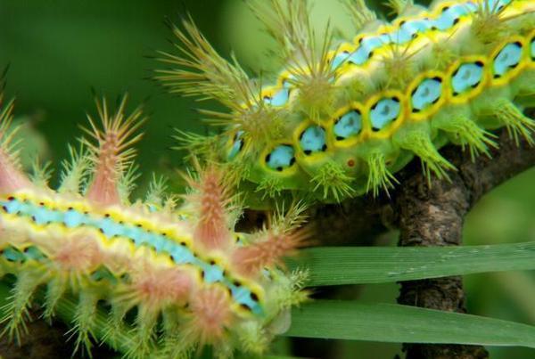 洋辣子是什么虫