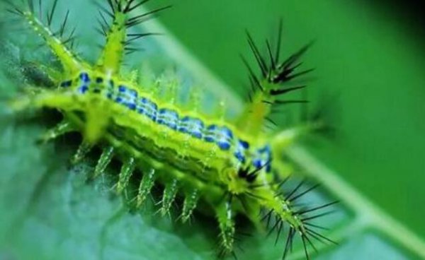 洋辣子是什么虫