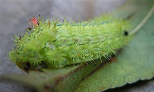 洋辣子是什么虫