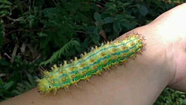 洋辣子是什么虫