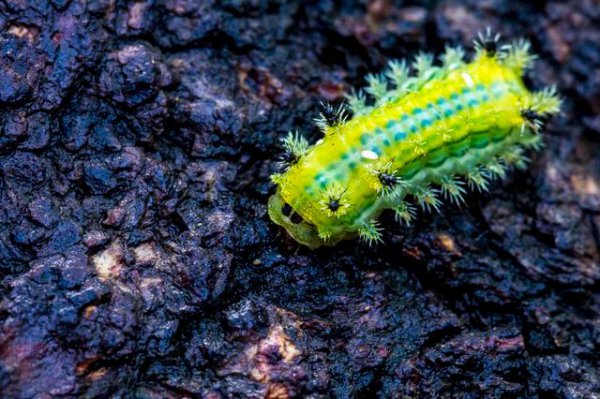 洋辣子是什么虫