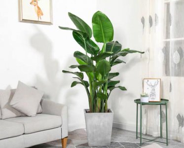 卧室适合养什么花和植物好 推荐卧室适宜放的花草植物