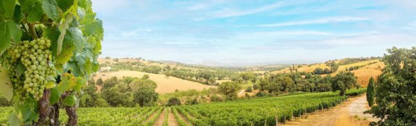 拉菲多少钱一瓶