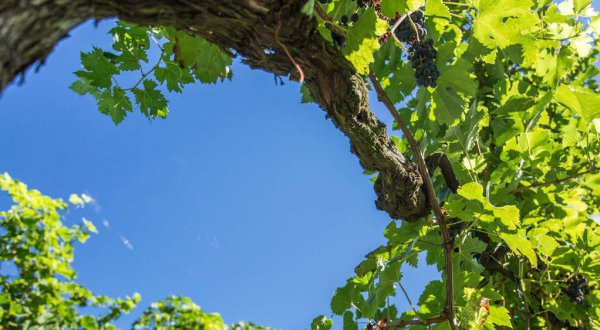 拉菲多少钱一瓶