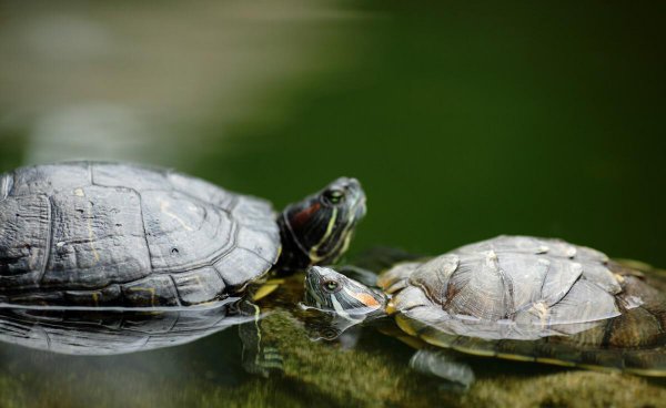 巴西龟不吃龟粮怎么办