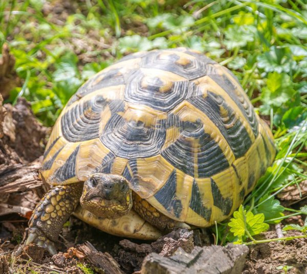 巴西龟不吃龟粮怎么办