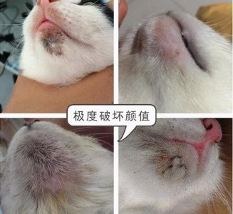 猫咪黑下巴去除小技巧 猫咪黑下巴的原因以及处理方法