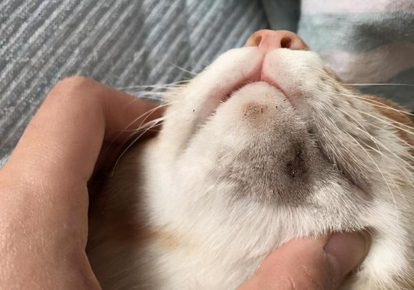 猫咪黑下巴去除小技巧