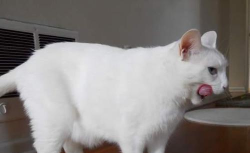 猫咪黑下巴去除小技巧