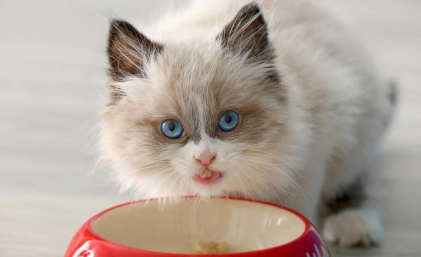 猫咪黑下巴去除小技巧